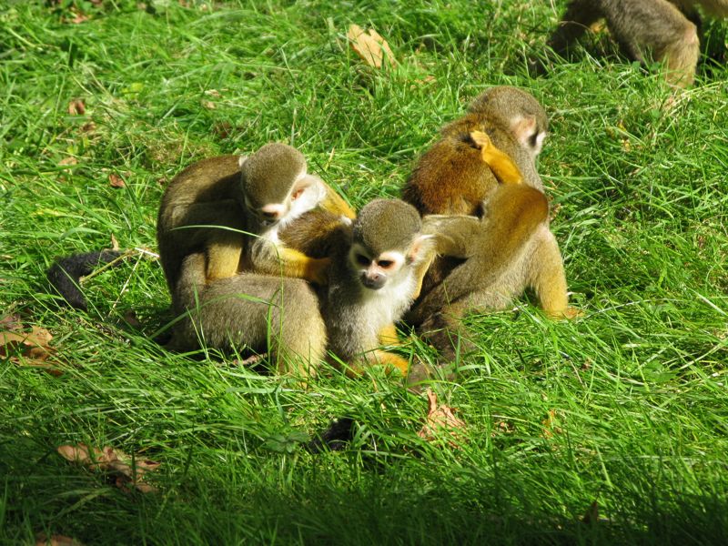 Woburn Safari Park