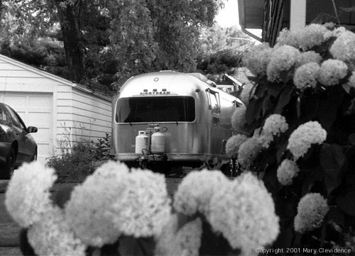 Betty framed by hydrangeas