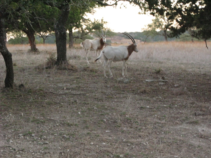 Afternoon Safari