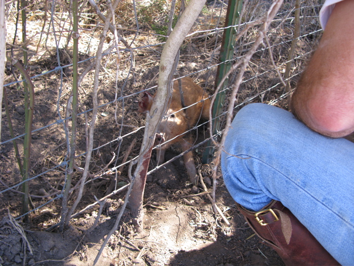 A Wild Hog Caught in a Snare