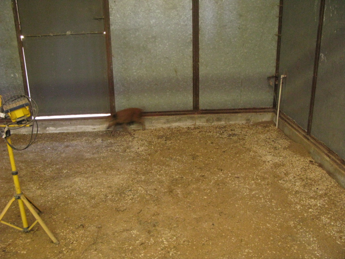 Bacon Loose in the Barn