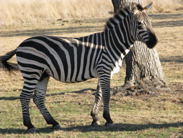 Afternoon Safari