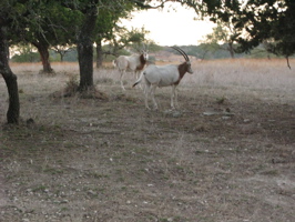 Afternoon Safari