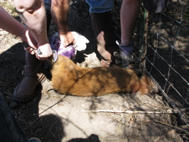 Hog Wrestling