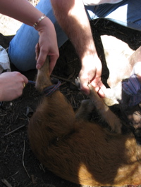 Hog Tying