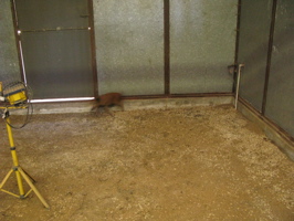 Bacon Loose in the Barn